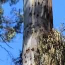 Image of Yellow-bellied Glider