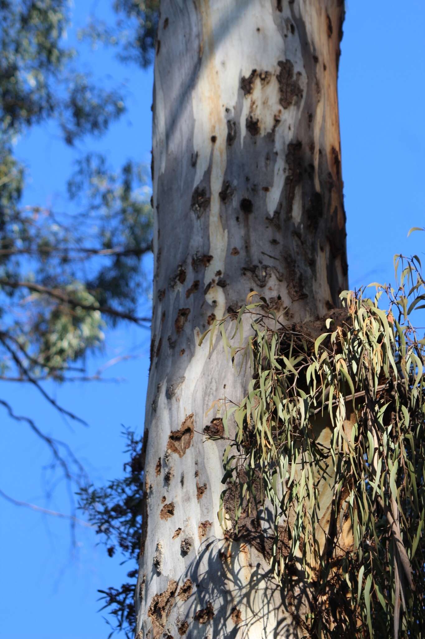 Image of Yellow-bellied Glider