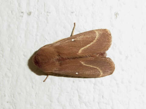 Image of grass eggar