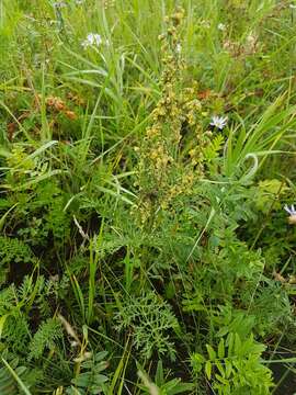 Image of Siberian wormwood