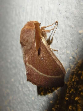 Image of grass eggar