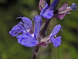 Sivun Salvia amplexicaulis Lam. kuva