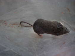 Image of Gairdner's Shrewmouse