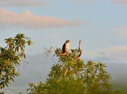 Geranoaetus albicaudatus (Vieillot 1816) resmi