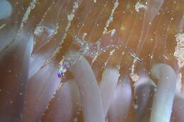 Image of Ancylomenes holthuisi (Bruce 1969)