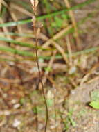 Image of Gastrodia minor Petrie