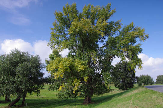 Image of Black Poplar