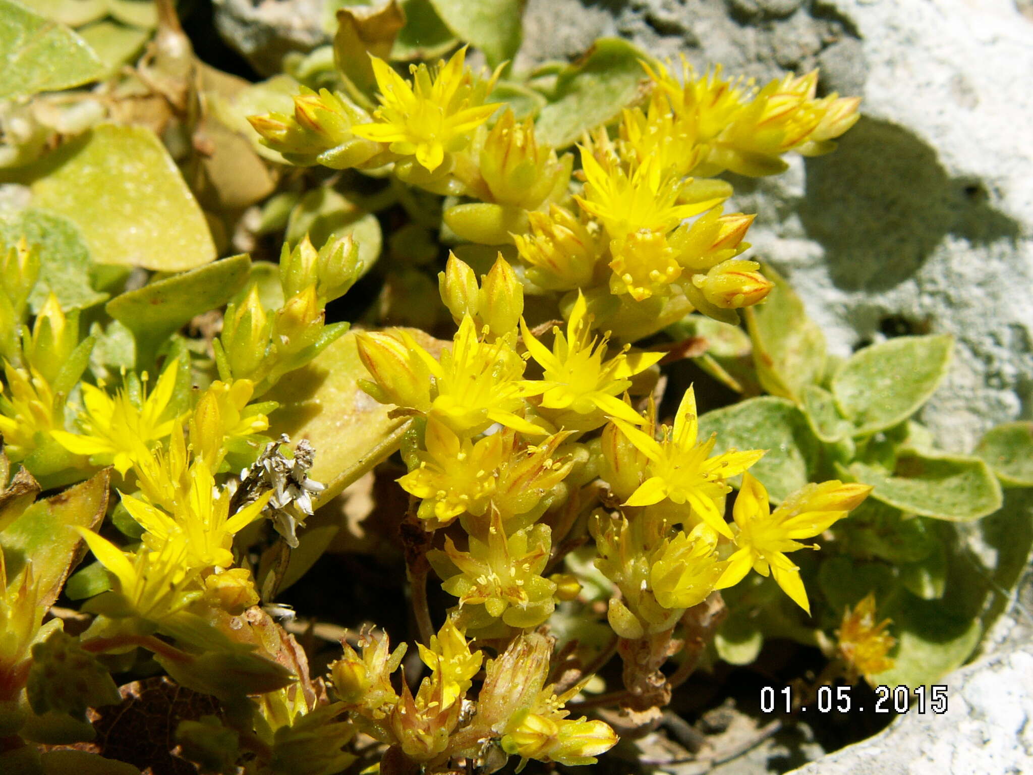 Image of Sedum praesidis H. Runemark & W. Greuter