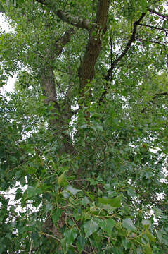 Image of Black Poplar