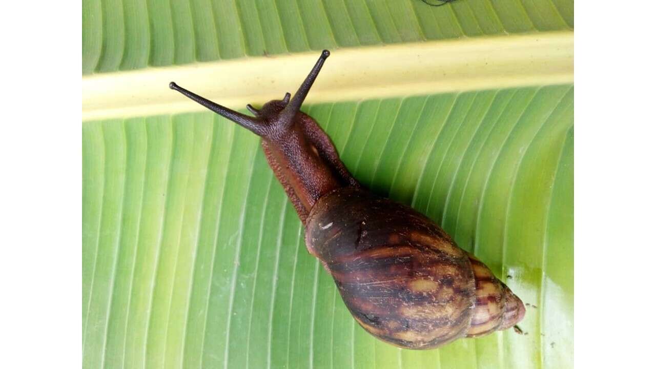 Image de Archachatina marginata (Swainson 1821)