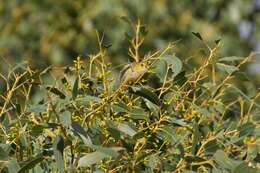 Image of Forty-spotted Pardalote