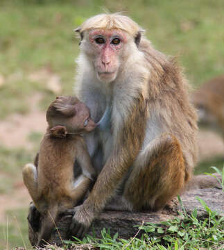 Image of Toque macaque