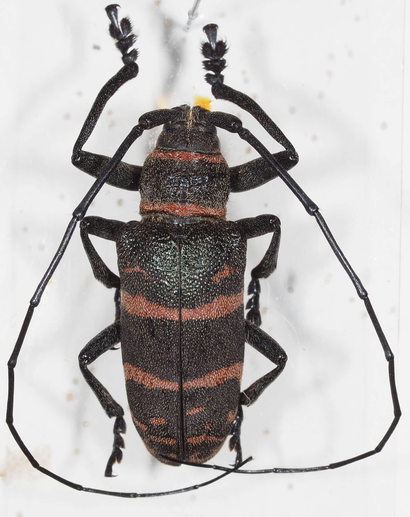 Image of Ceroplesis poggei malepicta Fairmaire 1882