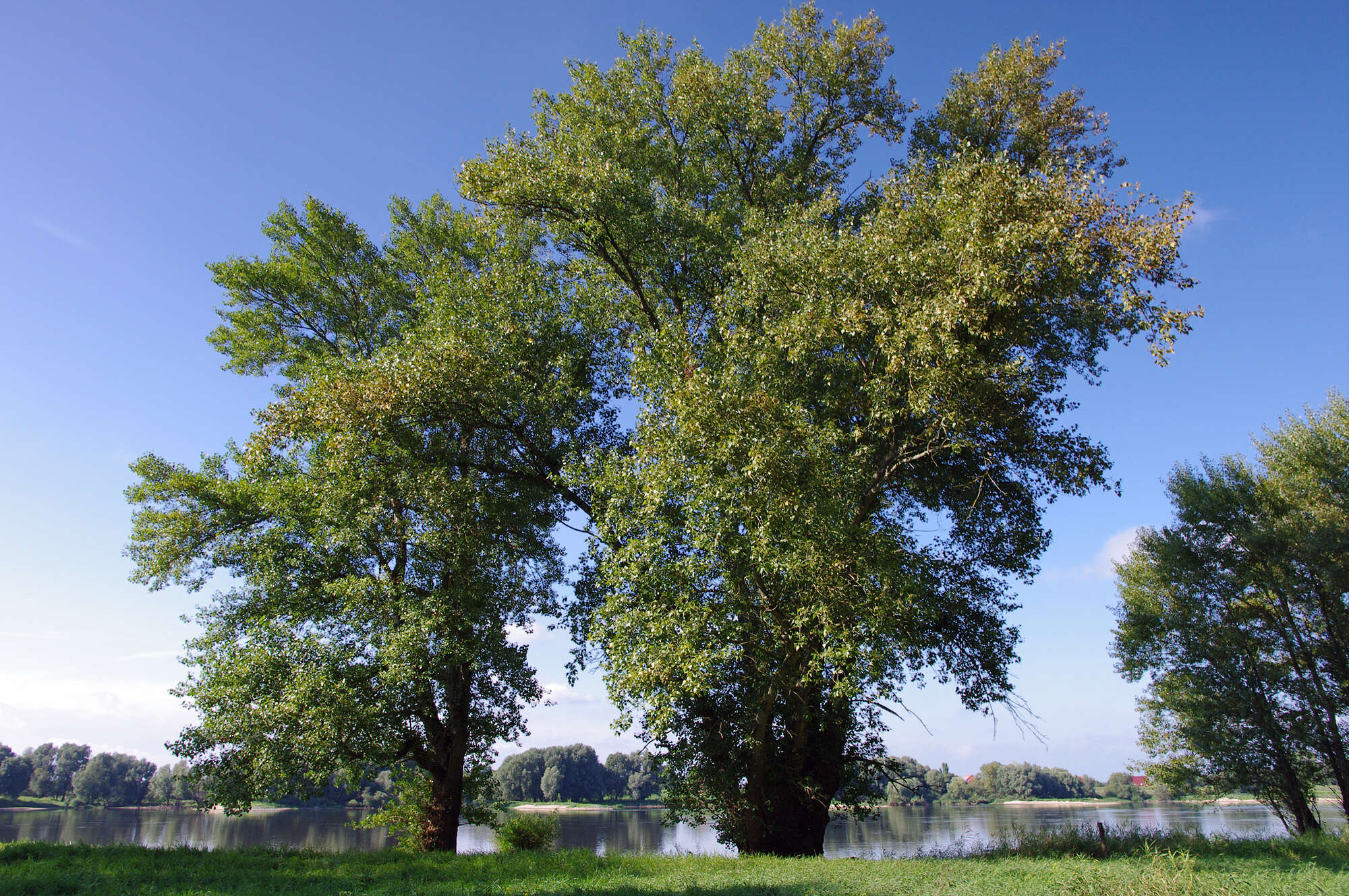 Image of Black Poplar