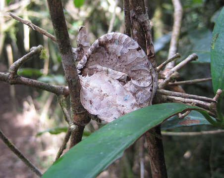 Image of Satanic leaf-tailed gecko