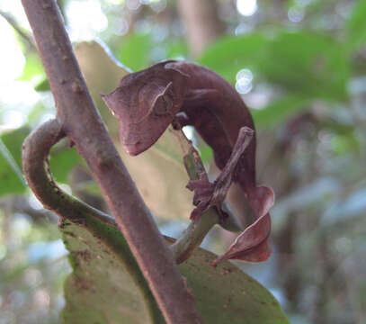 صورة Uroplatus phantasticus (Boulenger 1888)