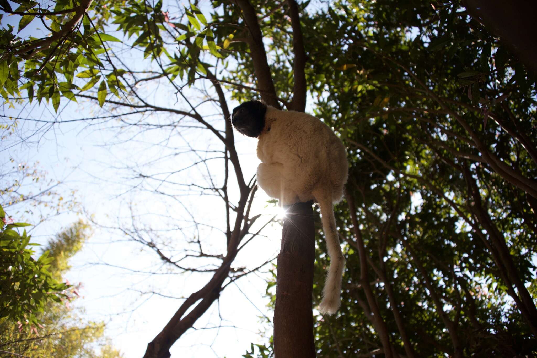 Image of Crowned Sifaka