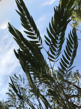 Image of cedar wattle