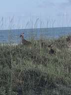 Image de Odocoileus virginianus hiltonensis Goldman & Kellog 1940