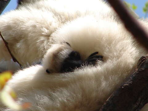 Image of Verreaux's Sifaka