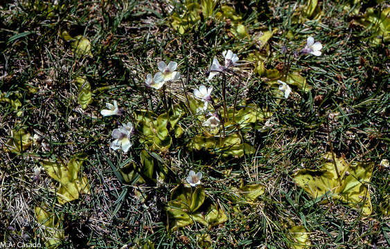 Imagem de Pinguicula corsica Bernard & Gren.