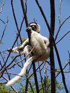 Image of Verreaux's Sifaka