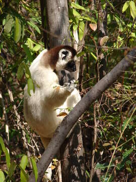 Image of Verreaux's Sifaka