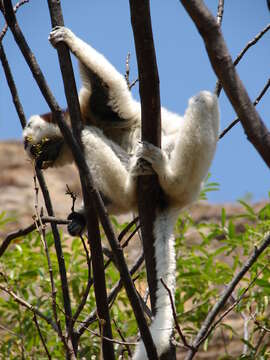 Image of Verreaux's Sifaka