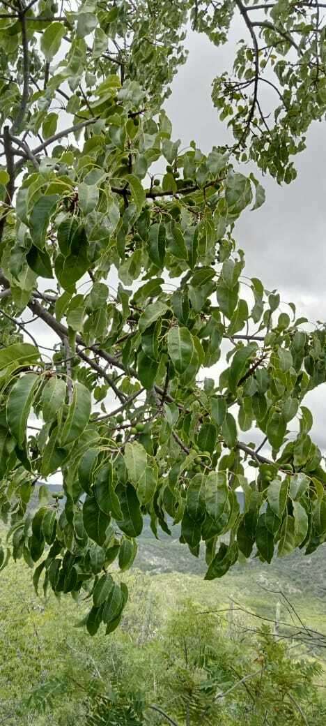 Image of Sideroxylon palmeri (Rose) T. D. Penn.