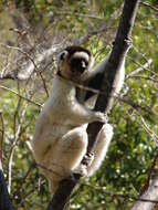 Image of Verreaux's Sifaka