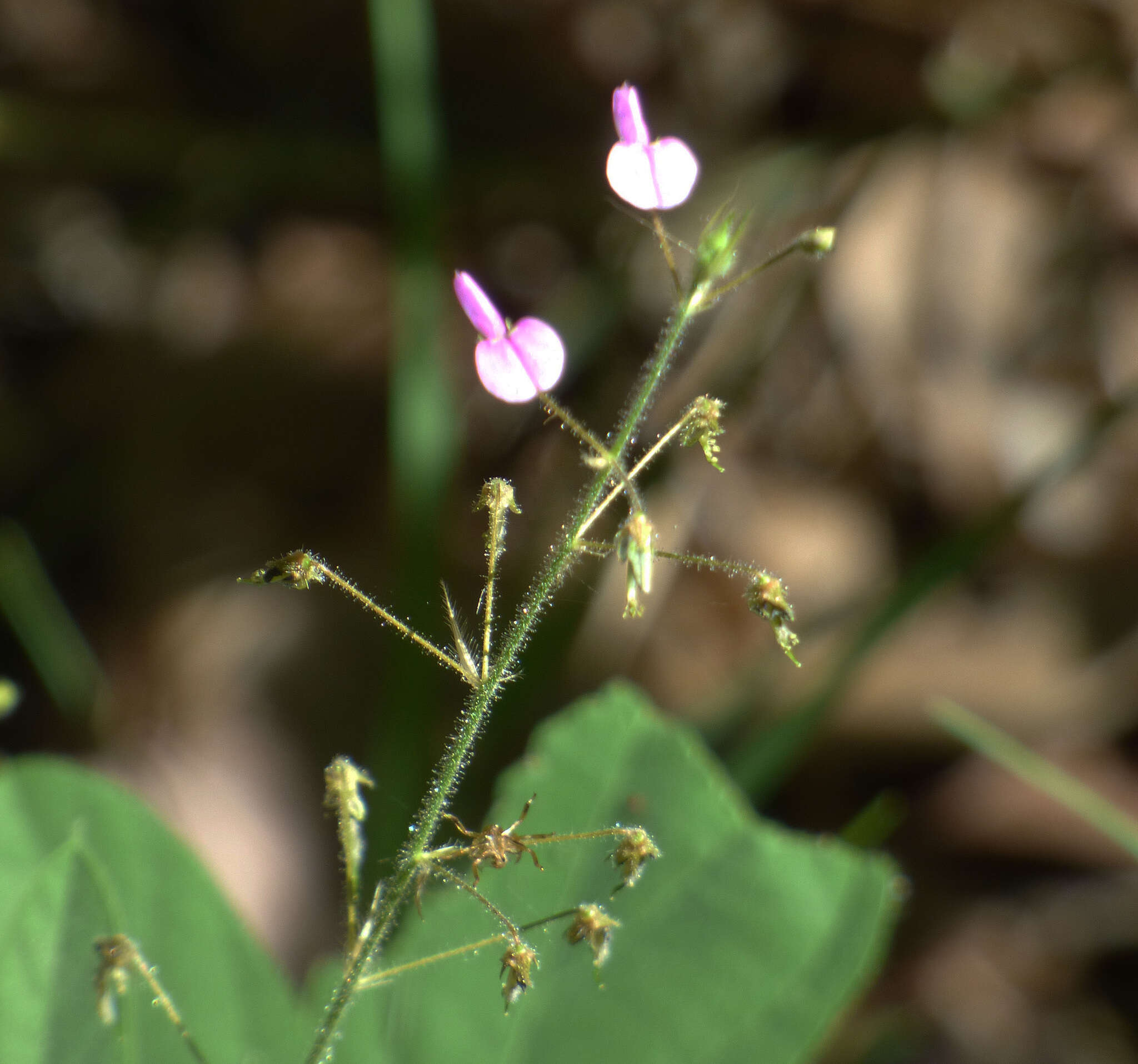 Image of Desmodium procumbens var. neomexicanum