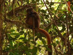 Image of golden bamboo lemur