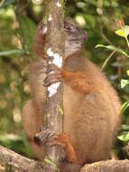 Image of Red-bellied Lemur