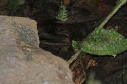 Image of Corrugated water frog