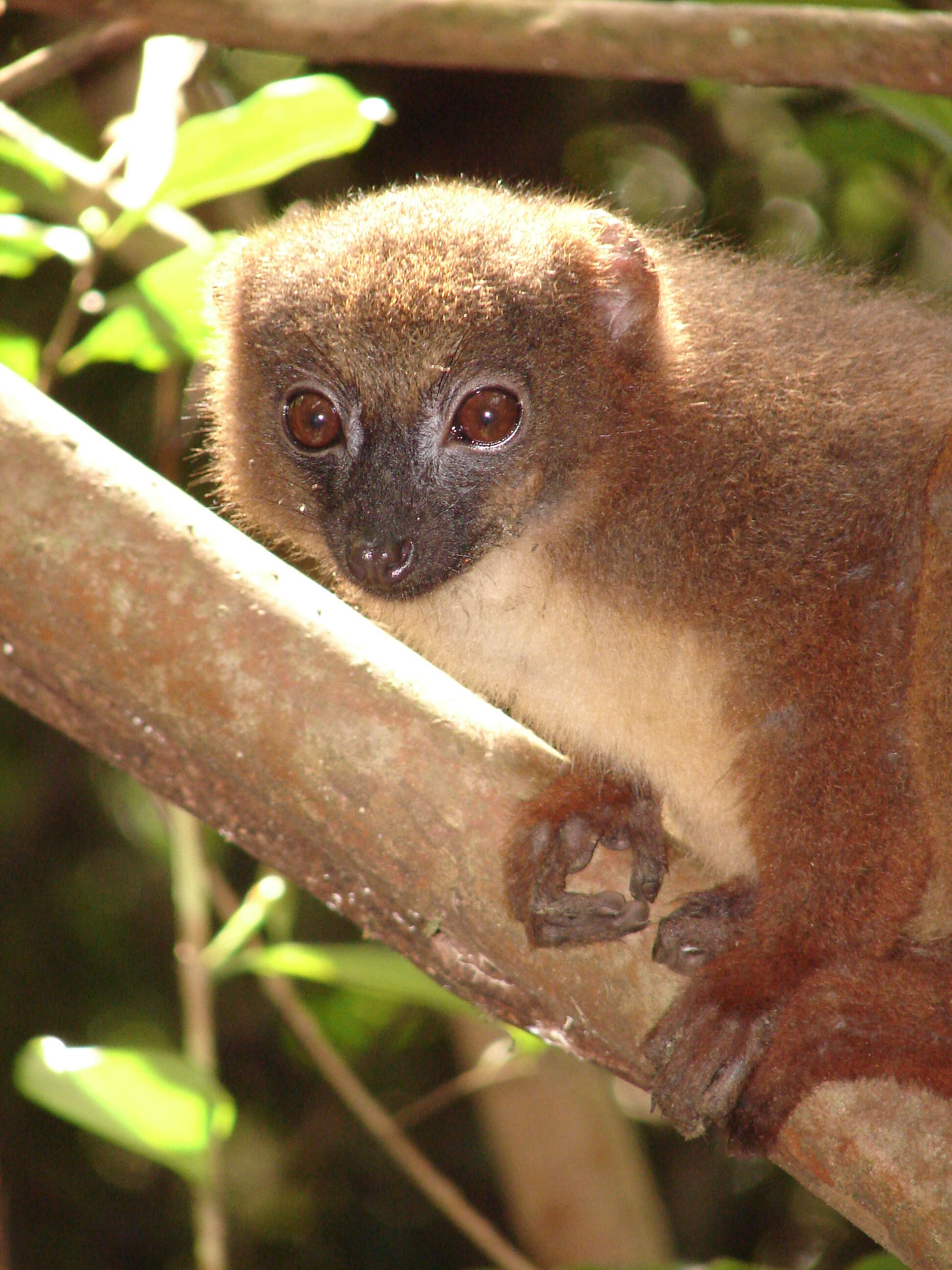 Image of Red-bellied Lemur