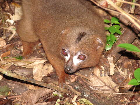 Image of Red-bellied Lemur