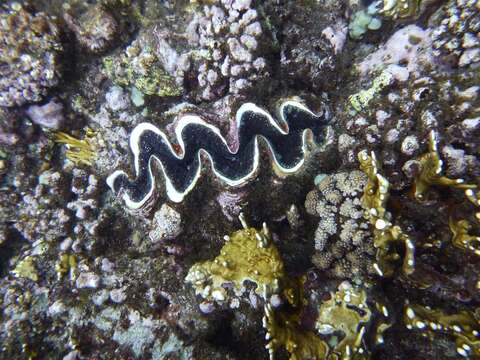 Image of Tridacna rosewateri Sirenko & Scarlato 1991