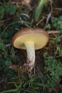 Sivun Suillus collinitus (Fr.) Kuntze 1898 kuva