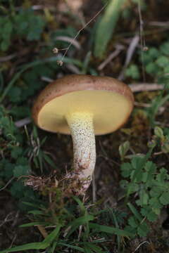 Image of Suillus collinitus (Fr.) Kuntze 1898