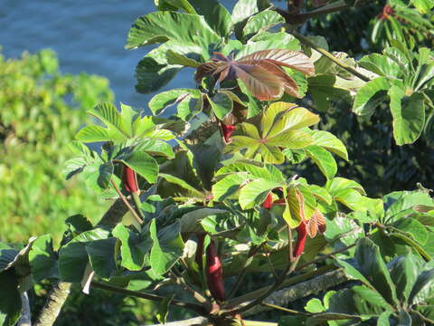 Image of Cecropia glaziovii Snethlage