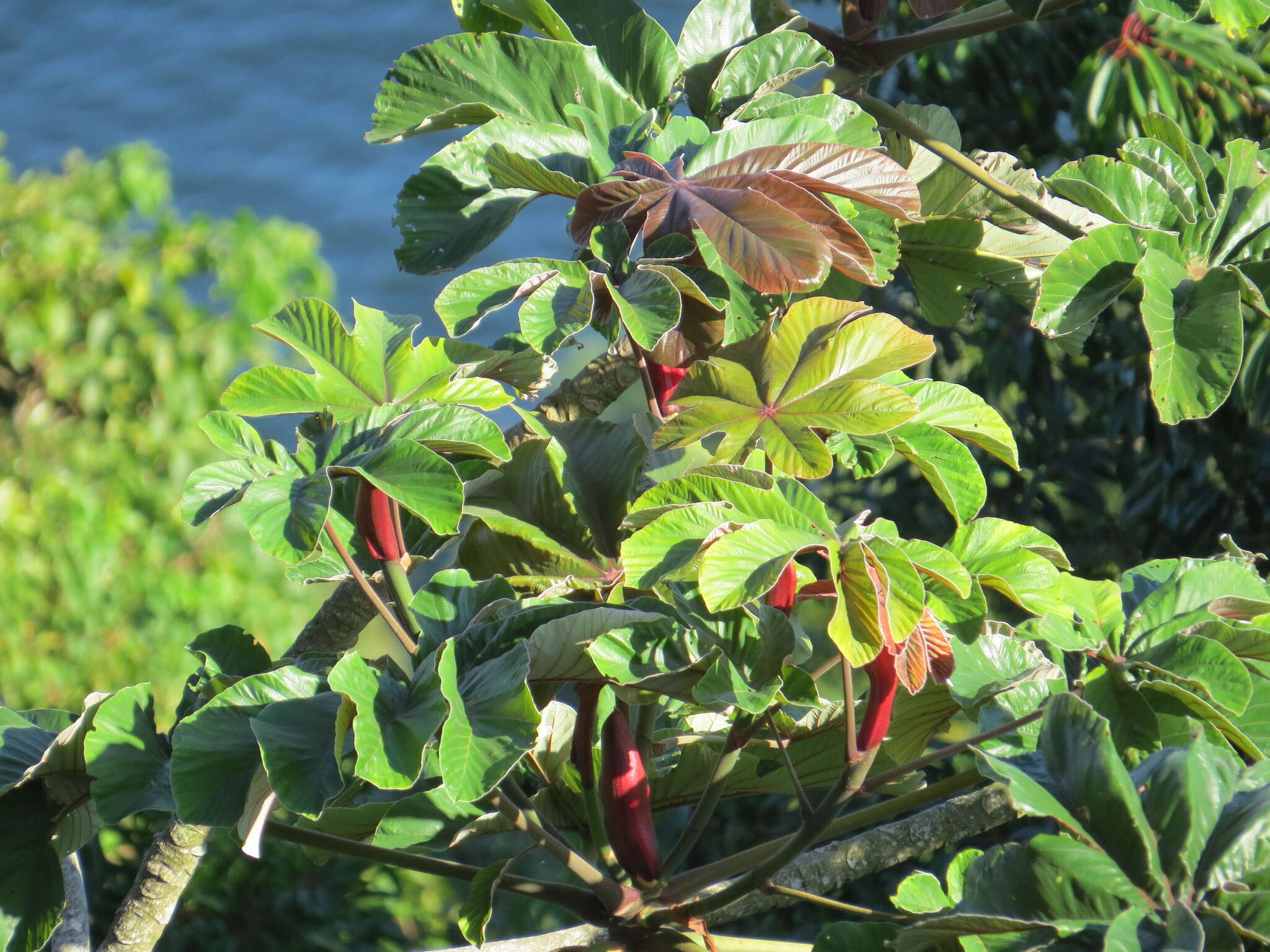 Cecropia glaziovii Snethlage的圖片