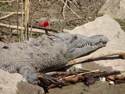 Image of American Crocodile