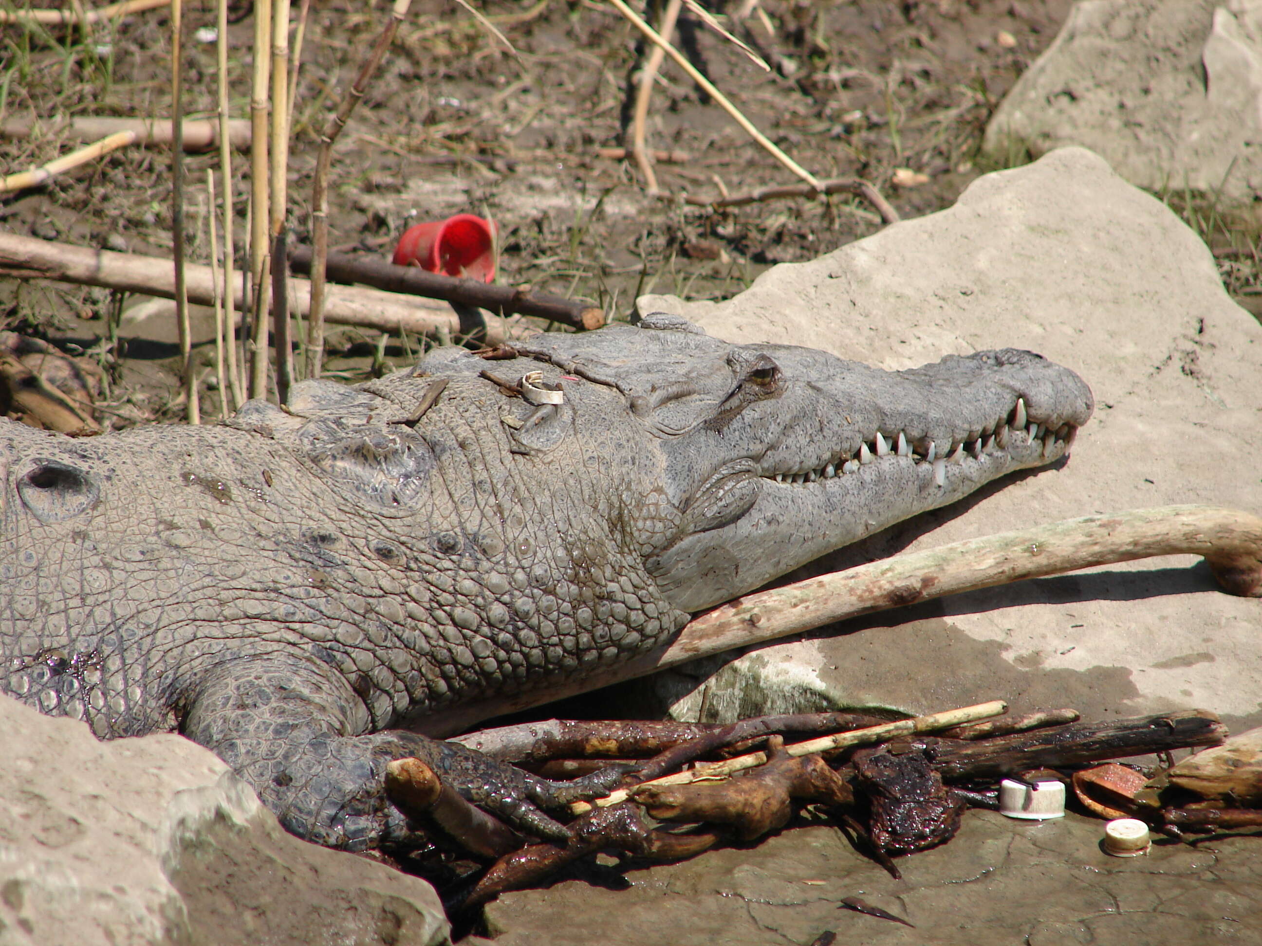 Imagem de Crocodylus acutus (Cuvier 1807)