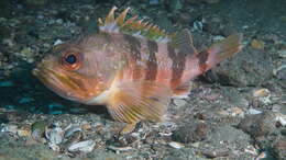 Image of Red gurnard perch