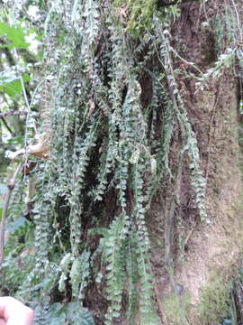 Image of Asplenium sandersonii Hook.