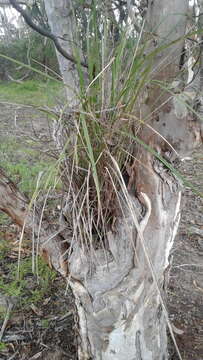 Image of Dianella brevicaulis (Ostenf.) G. W. Carr & P. F. Horsfall