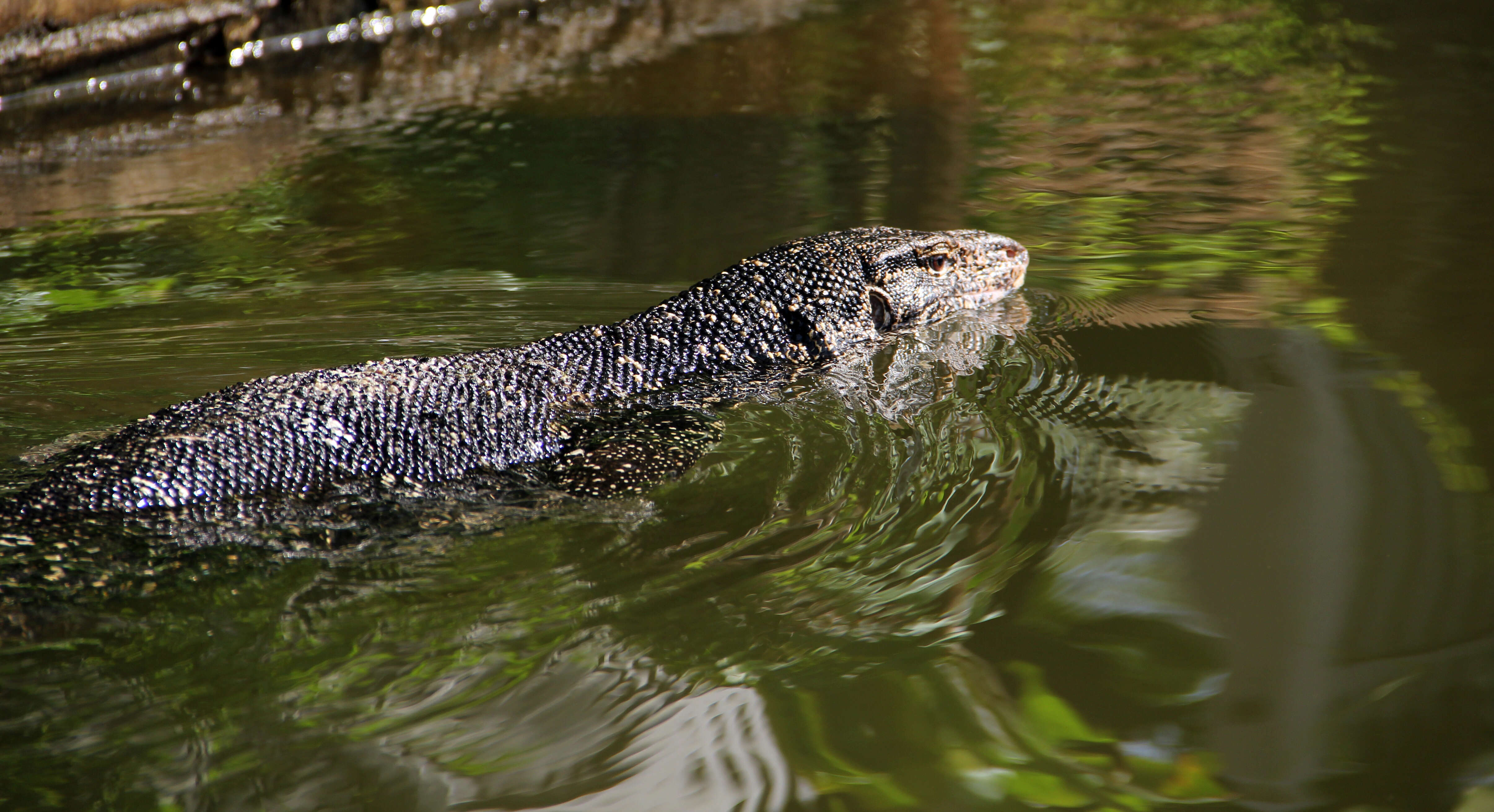 Image of Common Water Monitor