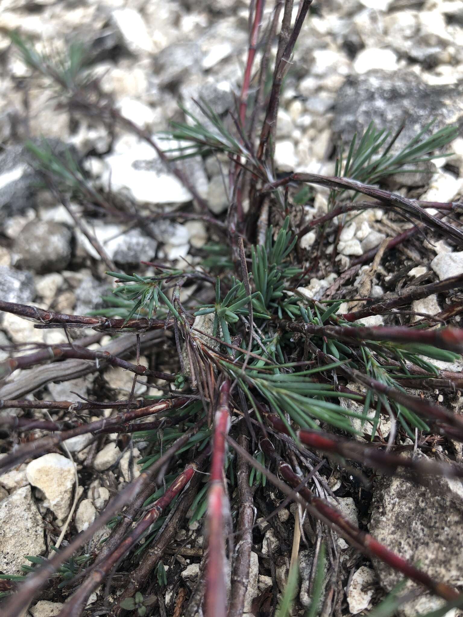 Image of yellow nailwort