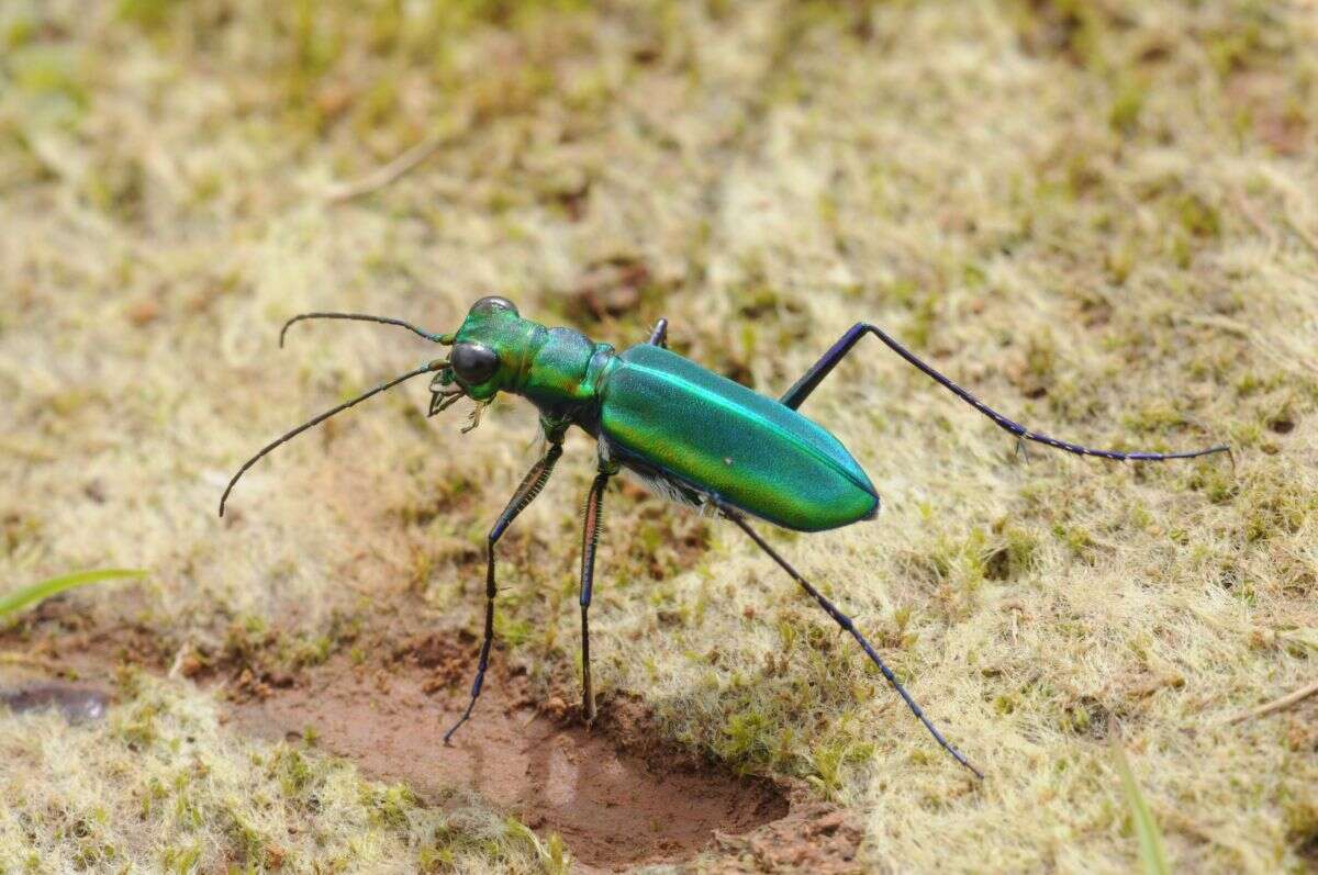 Plancia ëd Cicindela (Calochroa) whithillii (Hope 1838)