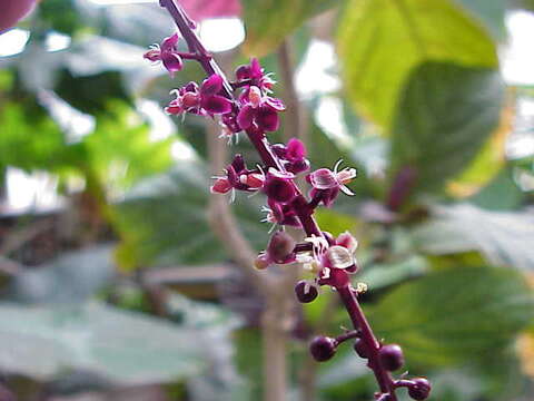 Image of Trichostigma peruvianum (Moquin) H. Walter